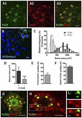 The Y172 Monoclonal Antibody Against p-c-Jun (Ser63) Is a Marker of the Postsynaptic Compartment of C-Type Cholinergic Afferent Synapses on Motoneurons